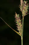 Buxbaum's sedge